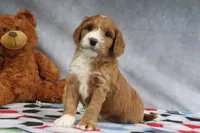 Cassidy, a female Miniature Goldendoodle for sale in Baltic, OH – Photo 4 of 4