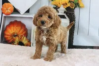 Logan, a male Miniature Goldendoodle for sale in Baltic, OH – 3 of 4