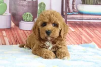 Kendra, a female Miniature Goldendoodle for sale in Baltic, OH – 2 of 4