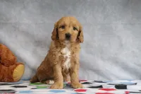 Ace, a female Miniature Goldendoodle for sale in Baltic, OH – Photo 4 of 5