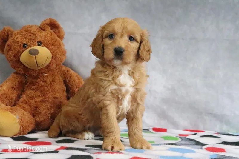 Ace – Miniature Goldendoodle puppy for sale in Baltic, OH