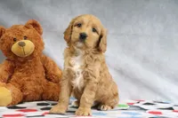 Ace, a female Miniature Goldendoodle for sale in Baltic, OH – Photo 3 of 5