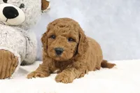 Arnold, a male Miniature Goldendoodle for sale in Baltic, OH – 3 of 4