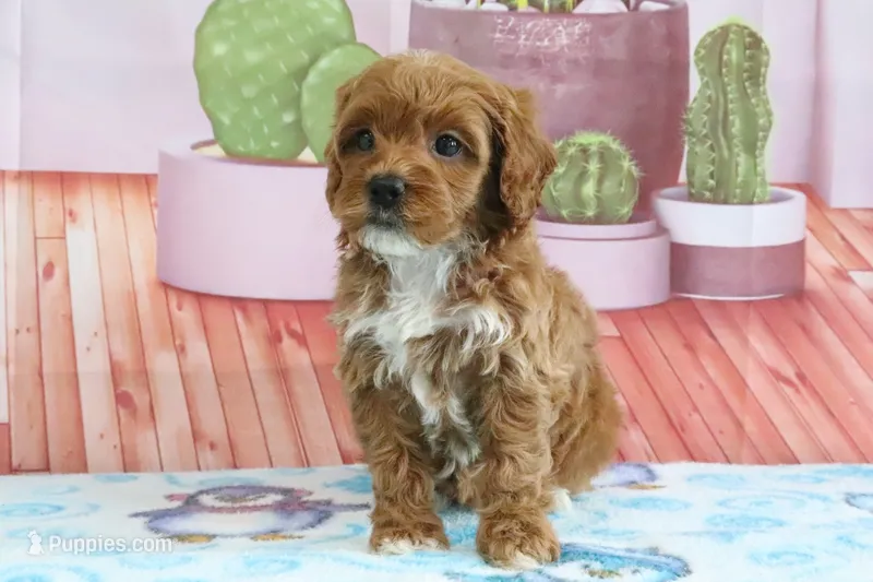 Holly – Miniature Goldendoodle puppy for sale in Baltic, OH