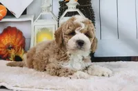Koby, a male Miniature Goldendoodle for sale in Baltic, OH – 3 of 4