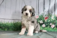 Maggie, a female Miniature Bernedoodle for sale in Baltic, OH – 3 of 4