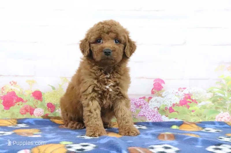 Fallon – Miniature Goldendoodle puppy for sale in Baltic, OH