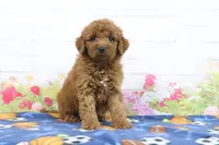 Fallon, a male Miniature Goldendoodle for sale in Baltic, OH – 1 of 4