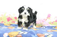 Logan, a male Miniature Bernedoodle for sale in Baltic, OH – 2 of 4
