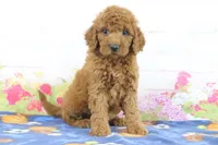 Flurry, a female Miniature Goldendoodle for sale in Baltic, OH – 3 of 4