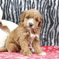 Bella, a female Goldendoodle for sale in Baltic, OH – Photo 1 of 4