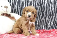 Bella, a female Goldendoodle for sale in Baltic, OH – Photo 1 of 4