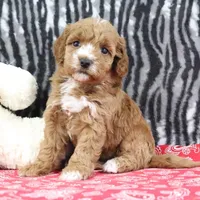 Bella, a female Goldendoodle for sale in Baltic, OH – Photo 3 of 4