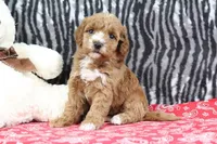 Bella, a female Goldendoodle for sale in Baltic, OH – Photo 3 of 4