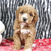 Bella, a female Goldendoodle for sale in Baltic, OH – Photo 2 of 4