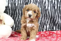 Bella, a female Goldendoodle for sale in Baltic, OH – Photo 2 of 4