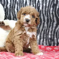 Bella, a female Goldendoodle for sale in Baltic, OH – Photo 4 of 4