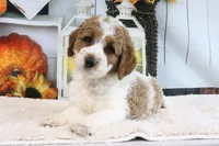 Kloe, a female Miniature Goldendoodle for sale in Baltic, OH – 2 of 4