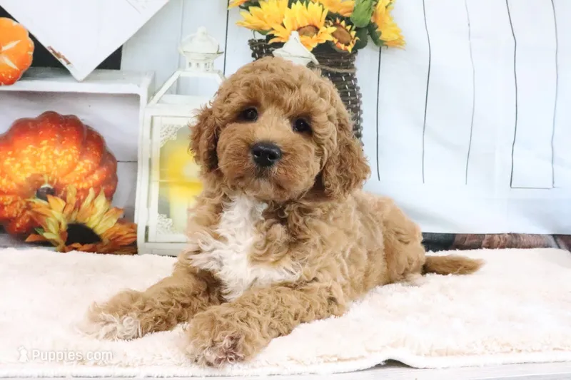 Clinton – Miniature Goldendoodle puppy for sale in Baltic, OH