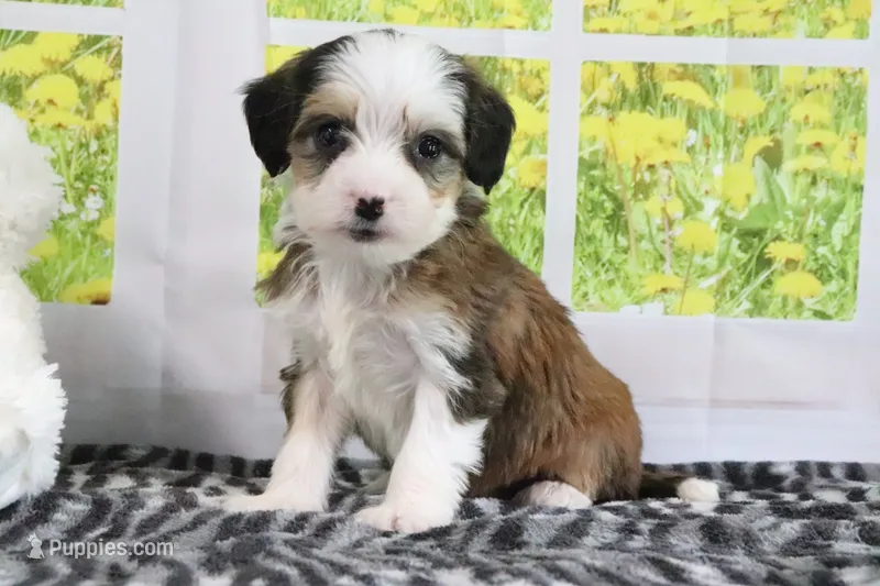 Ryker – Miniature Bernedoodle puppy for sale in Baltic, OH