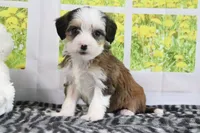 Ryker, a male Miniature Bernedoodle for sale in Baltic, OH – 1 of 5