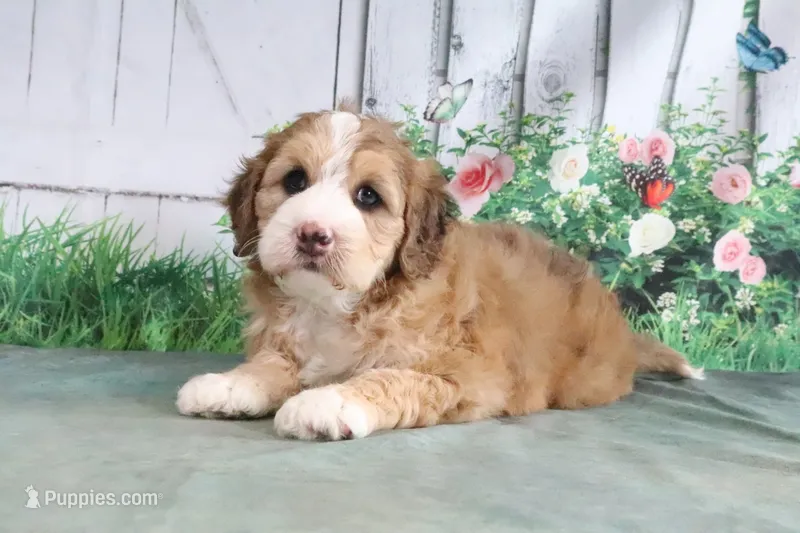 Milton – Miniature Bernedoodle puppy for sale in Baltic, OH
