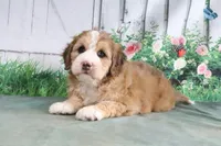 Milton, a male Miniature Bernedoodle for sale in Baltic, OH – 1 of 4