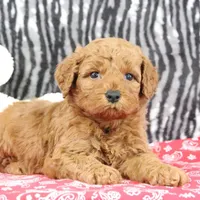 Bandit, a male Goldendoodle for sale in Baltic, OH – Photo 2 of 4