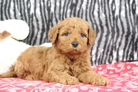 Bandit, a male Goldendoodle for sale in Baltic, OH – Photo 2 of 4
