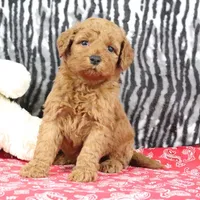 Bandit, a male Goldendoodle for sale in Baltic, OH – Photo 4 of 4