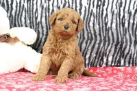 Bandit, a male Goldendoodle for sale in Baltic, OH – Photo 4 of 4