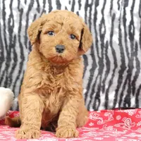 Bandit, a male Goldendoodle for sale in Baltic, OH – Photo 3 of 4