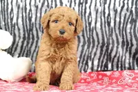 Bandit, a male Goldendoodle for sale in Baltic, OH – Photo 3 of 4