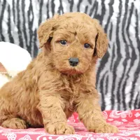 Bandit, a male Goldendoodle for sale in Baltic, OH – Photo 1 of 4