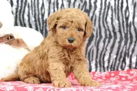 Bandit, a male Goldendoodle for sale in Baltic, OH – Photo 1 of 4