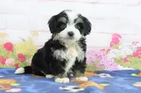 Logan, a male Miniature Bernedoodle for sale in Baltic, OH – 3 of 4
