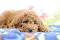 Flash, a male Miniature Goldendoodle for sale in Baltic, OH – 4 of 5