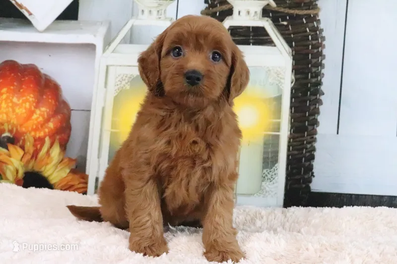 Lacy – Miniature Goldendoodle puppy for sale in Baltic, OH