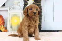 Libby, a female Miniature Goldendoodle for sale in Baltic, OH – 4 of 4