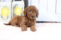 Lulu, a female Miniature Goldendoodle for sale in Baltic, OH – 4 of 4