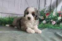 Maggie, a female Miniature Bernedoodle for sale in Baltic, OH – 2 of 4