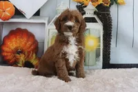 Lyndon, a male Miniature Goldendoodle for sale in Baltic, OH – 4 of 5