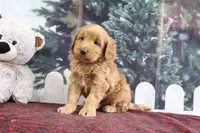 Leo, a male Goldendoodle for sale in Baltic, OH – Photo 3 of 5