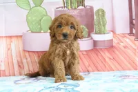 Honey, a female Miniature Goldendoodle for sale in Baltic, OH – 2 of 5
