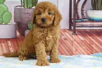 Kodiak, a male Miniature Goldendoodle for sale in Baltic, OH – 2 of 4
