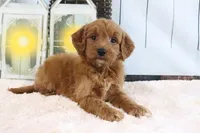 Layla, a female Miniature Goldendoodle for sale in Baltic, OH – 4 of 4