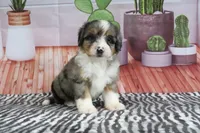 Stella, a female Miniature Bernedoodle for sale in Baltic, OH – 3 of 4