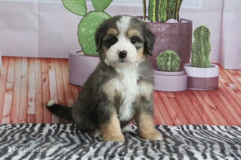 Sabrina – Miniature Bernedoodle puppy for sale in Baltic, OH