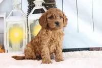 Marco, a male Miniature Goldendoodle for sale in Baltic, OH – 3 of 4