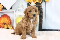 Frank, a male Miniature Goldendoodle for sale in Baltic, OH – 2 of 4
